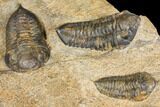 Plate Of Nine Sokhretia? Trilobites - Erfoud, Morocco #130412-6
